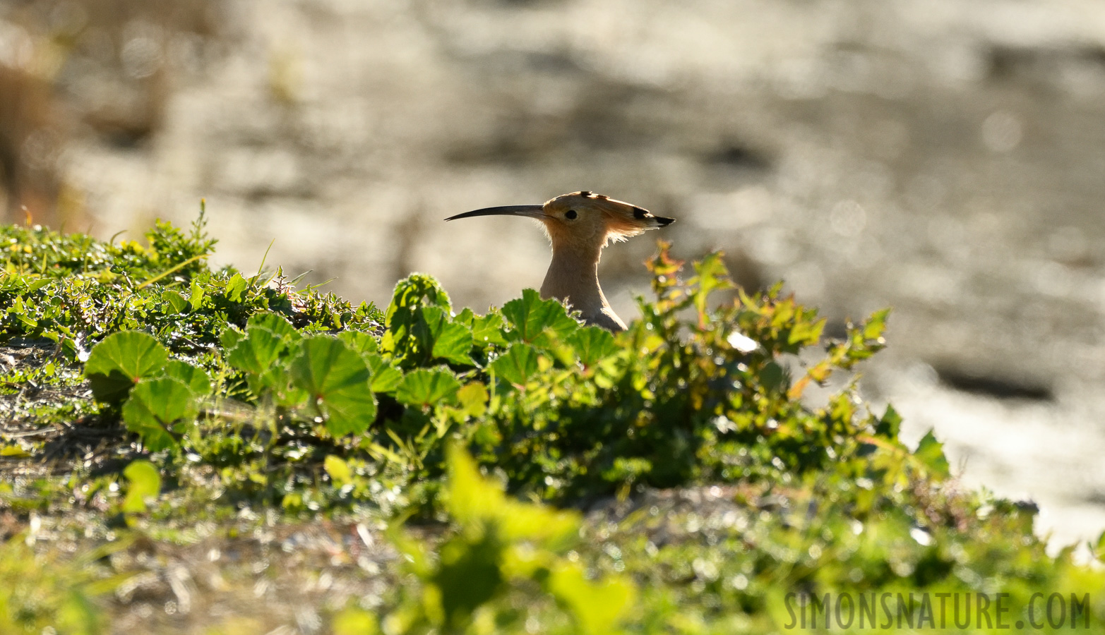 Upupa epops epops [400 mm, 1/2500 sec at f / 8.0, ISO 1600]